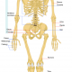 350px-Human_skeleton_back_it.svg.png