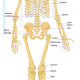 350px-Human_skeleton_front_it.svg.png