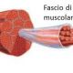 muscoli-fascie.jpg